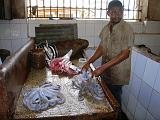 TANZANIA - Zanzibar Stone Town - Fish market - 09